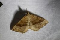 Scotopteryx chenopodiata