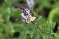 Chiasmia clathrata
