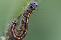 Malacosoma neustria