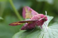 Deilephila porcellus