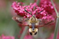 Hemaris fuciformis