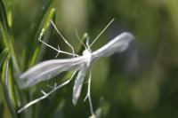 Pterophorus pentadactylus