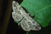 Peribatodes rhomboidaria rhomboidaria