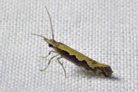 Plutella xylostella