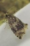 Celypha lacunana