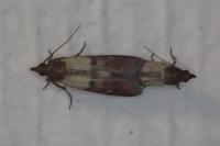 Plodia interpunctella