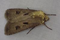 Agrotis exclamationis exclamationis