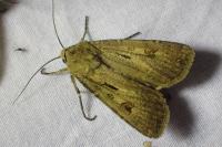 Agrotis exclamationis exclamationis