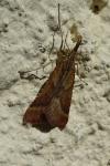 Synaphe punctalis