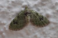 Chloroclystis v-ata