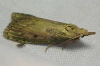 Aphomia sociella