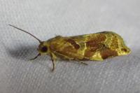 Archips xylosteana