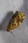 Archips xylosteana