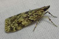 Scoparia