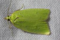 Tortrix viridana
