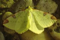 Opisthograptis luteolata