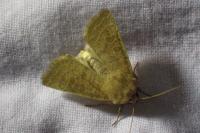 Hoplodrina blanda