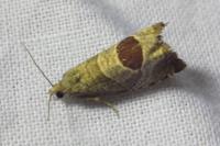 Notocelia uddmanniana