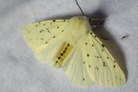 Spilosoma lubricipeda