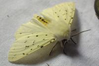 Spilosoma lubricipeda