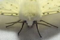Spilosoma lubricipeda