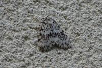 Lymantria monacha