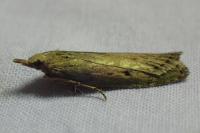 Aphomia sociella