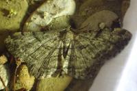 Peribatodes rhomboidaria rhomboidaria