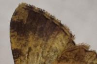 Peribatodes rhomboidaria rhomboidaria