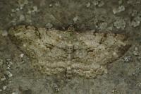 Peribatodes rhomboidaria rhomboidaria