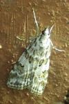 Scoparia pyralella