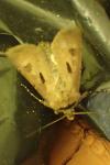 Agrotis exclamationis exclamationis