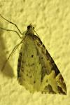 Eulithis prunata