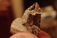 Eulithis prunata