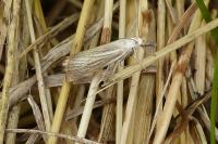 Crambus