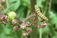 Cucullia scrophulariae