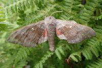 Laothoe populi