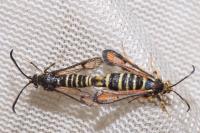 Bembecia