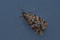 Scoparia pyralella