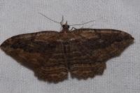 Philereme transversata