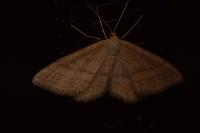Idaea dilutaria
