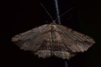 Menophra abruptaria