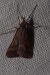 Synaphe punctalis