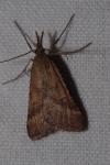 Synaphe punctalis