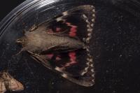 Catocala sponsa