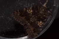 Catocala sponsa