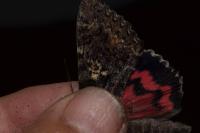 Catocala sponsa