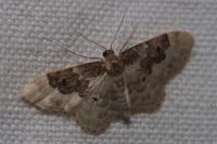 Idaea rusticata