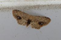 Idaea dimidiata