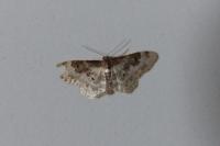 Idaea rusticata